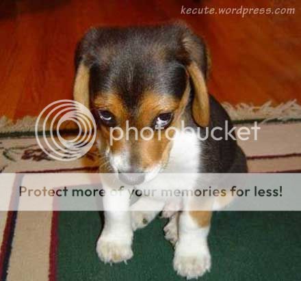 sad-dog.jpg